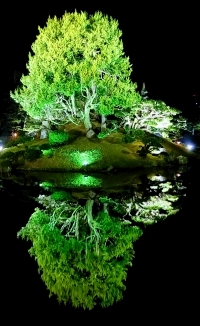 tree mirroring